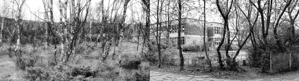 Birken (Norwegen) und Pionierhaus (Halle-Neustadt 1990er Jahre)