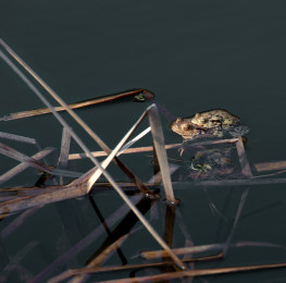 Erdkröten am Petersbergsteinbruch II 2011